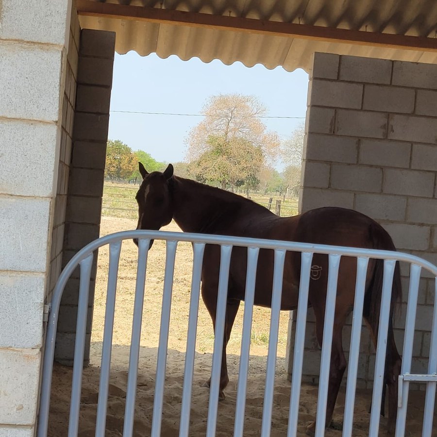Cavalo na baia coberta com saída para o piquete