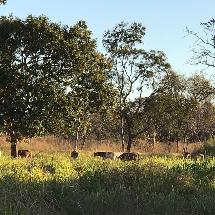 Cavalos pastejando em manada nos piquetes da Estância Equus