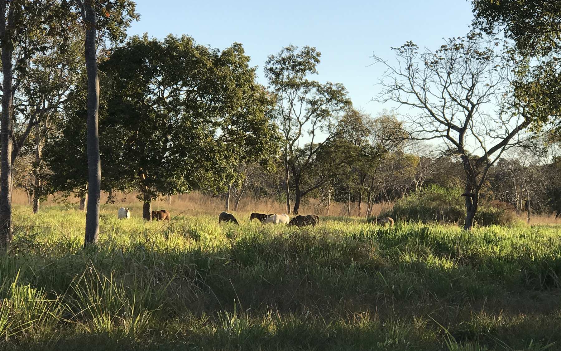 Cavalos pastejando sob as árvores da Estância Equus ao fim da tarde